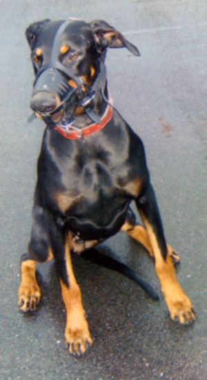 Dobermann-fotovorlage-1