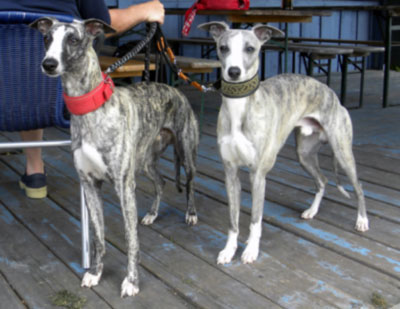 Whippets-fotovorlage-1