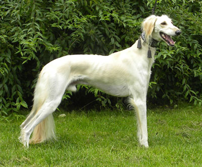 Saluki-fotovorlage-1