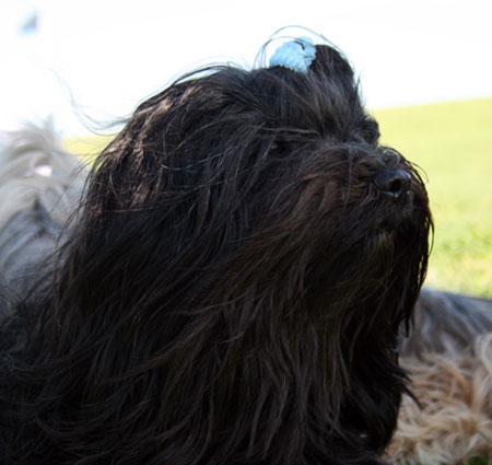 Tibet Terrier-fotovorlage-2