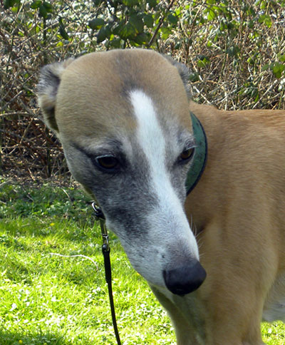 Whippets-fotovorlage-1